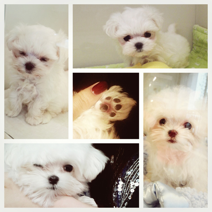 Prince (c) @xolovestephi